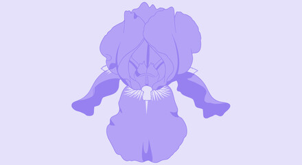 Single lavender-hued iris flower, close-up