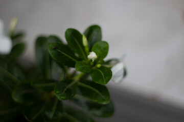 A small white flower bud emerges from green leaves