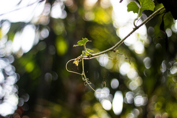 A delicate vine with a small bud in soft focus against a bokeh background