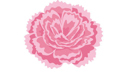 Pink carnation blossom
