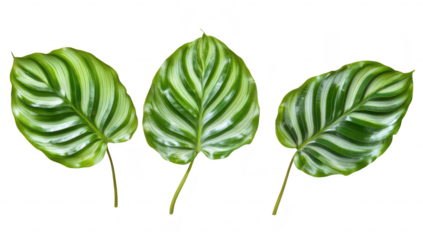 Three green leaves with distinct ribbed patterns arranged symmetrically on a white background. their natural beauty and potential for use in design or botanical illustrations