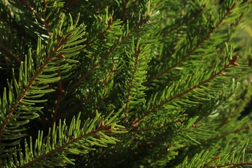 Background with fir branches. Christmas background.