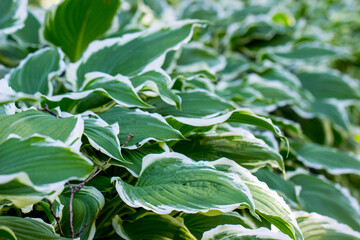 a hosta plant on a blurred background with blurred ones. colorful photo of flowers. bokeh. close-up.