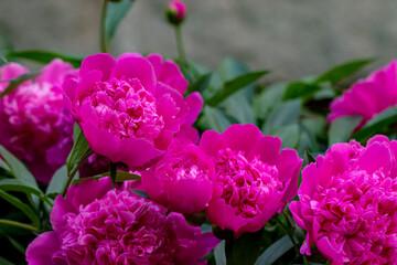 peony red. blurred background with highlights and bokeh. close-up. colorful photo with natural lighting.