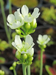 Zbliżenie na kwiat rośliny z gatunku dionaea © Kumulugma