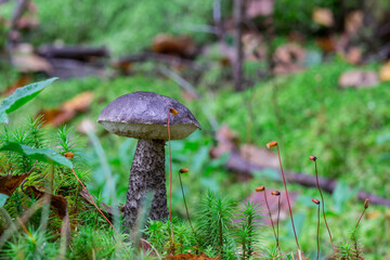 mushroom on green moss. macro photo of a mushroom growing in the forest with a blurred background. screensaver. free space. close-up.
