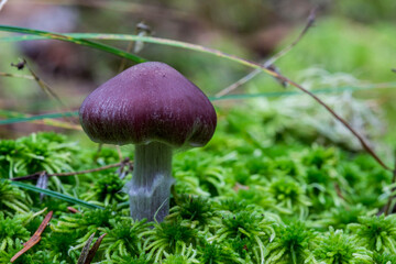 Cortinarius purple mushroom. macro photo of a mushroom growing in the forest with a blurred background. screensaver. free space. close-up.
