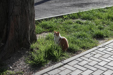 The cat is looking for prey in a tree.