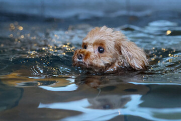 キラキラとした水の中を泳いでいる犬 © ぬいぐるみ王国