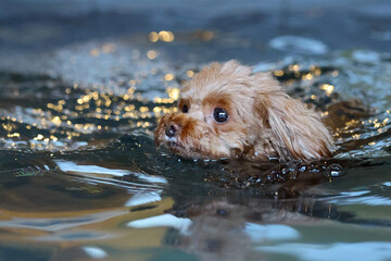 キラキラとした水の中を泳いでいる犬 © ぬいぐるみ王国