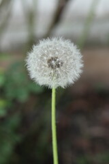 Dandelion on green blurred background.