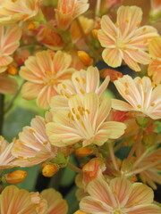 Zbliżenie na kwiaty sukulenta z gatunku lewizja © Kumulugma