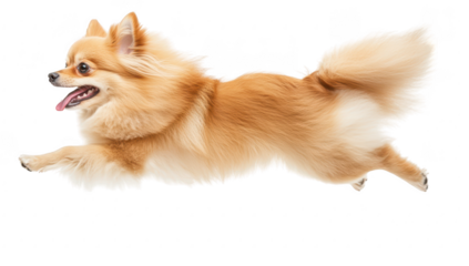 A lively Pomeranian dog joyfully leaps in mid-air. its fluffy coat and playful spirit against a clean. white background. ideal for pet-related content and advertisements