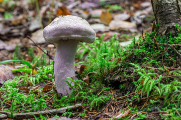 Cortinarius mushroom.. macro photo of a mushroom growing in the forest with a blurred background. screensaver. free space. close-up.