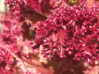 Zbliżenie na listki czerwonej sałaty © Kumulugma