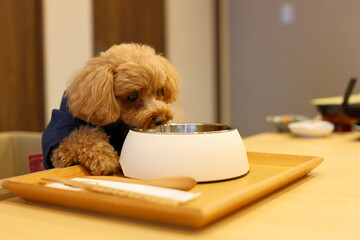 美味しそうにご飯を食べているトイ・プードル