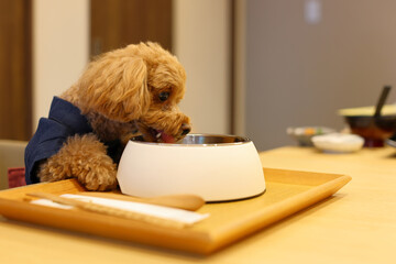 美味しそうにご飯を食べているトイ・プードル