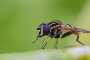 hoverfly on a plant leaf. colorful macro photo of an insect. close-up. screensaver. free space.
