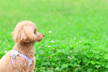 広い公園でお座りをして飼い主を待つトイ・プードル