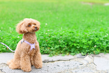 広い公園でお座りをして飼い主を待つトイ・プードル