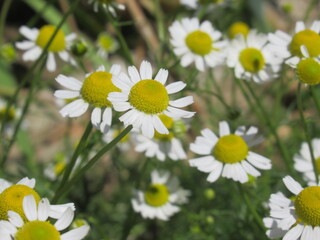 Zbliżenie na kwiaty rumianku © Kumulugma