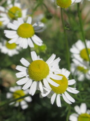 Zbliżenie na kwiaty rumianku © Kumulugma