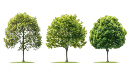 Three distinct trees varying shades of green foliage. standing on a grassy field. representing the beauty of nature in different seasons. ideal for environmental themes