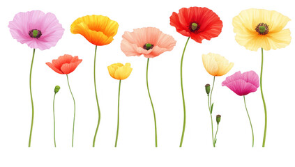 Obraz premium A collection of various poppy flowers in different colors and sizes. elegantly arranged with green stems against a clean white background. perfect for nature-themed designs or floral decorations