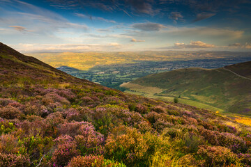 Heather bloom sunrise