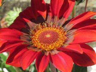 Zbliżenie na kwiat gazani © Kumulugma