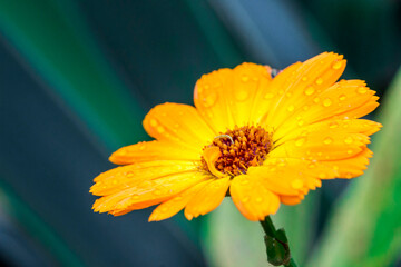 calendula on a blurred background with a bokeh effect. flower macro shot. screensaver. free space. close-up.