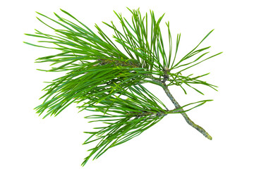 Pine branch isolated on a transparent background.