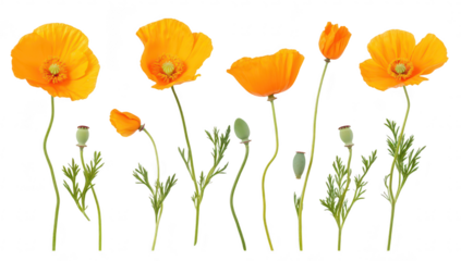 A display of orange poppy flowers standing tall with delicate green stems. their natural beauty against a clean white background. perfect for nature-themed projects