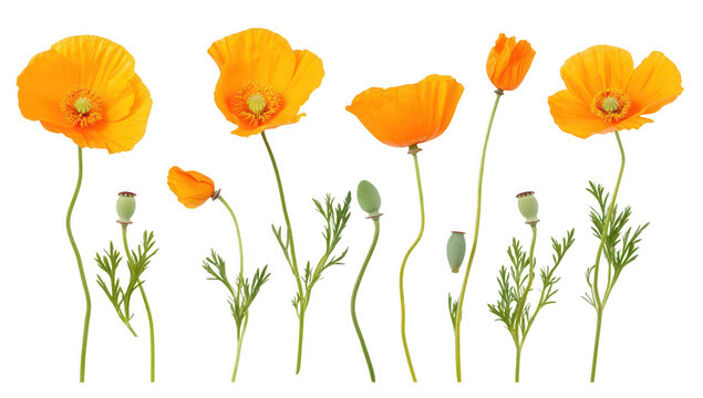 A display of orange poppy flowers standing tall with delicate green stems. their natural beauty against a clean white background. perfect for nature-themed projects