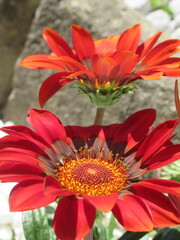 Zbliżenie na kwiat gazani © Kumulugma