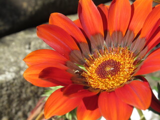 Zbliżenie na kwiat gazani © Kumulugma