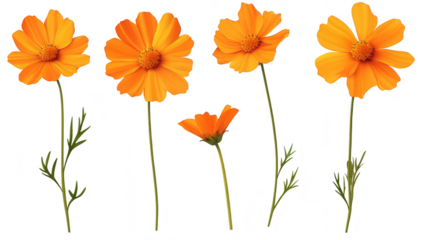 A arrangement of orange flowers with varying heights and stages of bloom. set against a clean white background. perfect for floral designs. nature themes. or seasonal decorations