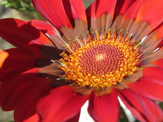 Zbliżenie na kwiat gazani © Kumulugma