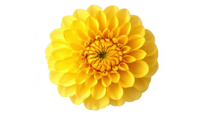 A yellow dahlia flower blooms beautifully against a clean white background. its intricate petal structure and vivid color. perfect for floral-themed designs and decorations