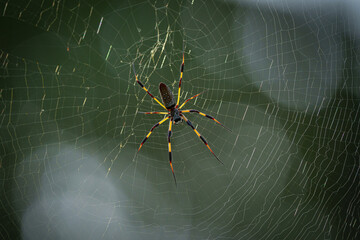 Banana Spider