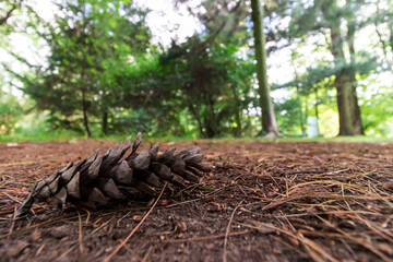a pine cone lying on the ground in the forest. a close-up macro photo of a pine cone. a wide angle of view. a macro landscape. free space.