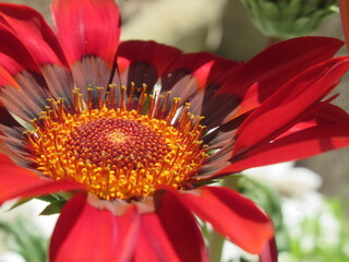 Zbliżenie na kwiat gazani © Kumulugma