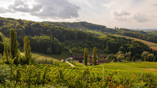 Vine yards in south styria in austria in late summer 