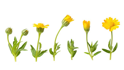 Obraz premium A progression of yellow flowers their growth stages from buds to full bloom against a clean white background. ideal for nature-themed projects or educational materials