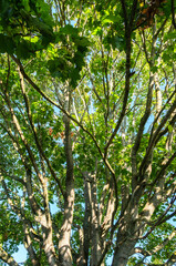 Sturdy Graceful Deciduous Trees With Leaves Turning Golden In Autumn