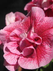 Zbliżenie na różowy kwiat surfinii © Kumulugma