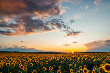 Obraz premium sunset over a field of sunflowers with beautiful pink clouds 