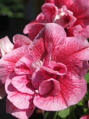 Zbliżenie na różowy kwiat surfinii © Kumulugma