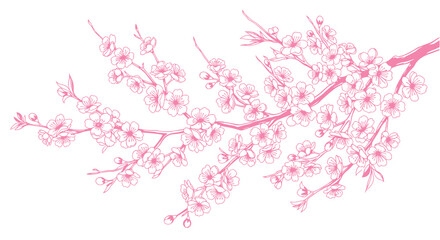 Pink blossom branch illustration with open flowers & buds