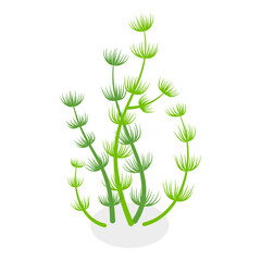 3D Isometric Flat Vector Set of Seaweeds, Marine Algae Collection. A set of various types of seaweed gathered from the ocean, perfect for showcasing the beauty of underwater flora.. Item 11 © TarikVision